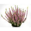 Calluna vulgaris Michelle (2)