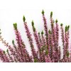 Calluna vulgaris Michelle (1)