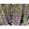 Calluna vulgaris Michelle (1)
