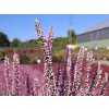 Calluna vulgaris Michelle (1)