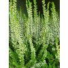 Calluna vulgaris Veluwe (1)