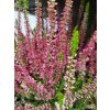 Calluna vulgaris Sylke (1)
