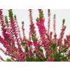 Calluna vulgaris Sylke (2)
