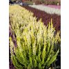Calluna vulgaris Agneta (3)