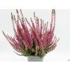 Calluna vulgaris Selly (1)