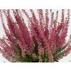 Calluna vulgaris Selly