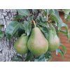 Hrušeň 'Charneuská'  Pyrus pyrifolia 'Charneuská'