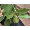 Cedrát  Citrus medica 'Cedro'