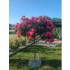 Stromková růže 'Uetersens Rosenkönigin'  Rosa 'Uetersens Rosenkönigin'