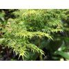 Acer palmatum Viridis 1365x2048