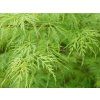 acer palmatum dissectum viridis tree p350 6132 image