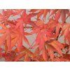 Javor dlanitolistý 'Osakazuki'  Acer palmatum 'Osakazuki'