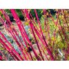 Javor dlanitolistý 'Sangokaku'  Acer palmatum 'Sangokaku'