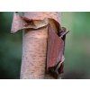Bříza čínská 'Kenneth Ashburner'  Betula albosinensis 'Kenneth Ashburner'