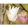 Magnolia Chang Hua (2)