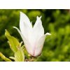Magnolia Chang Hua (1)