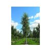 Bříza bělokorá 'Fastigiata'  Betula pendula 'Fastigiata'