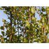 Bříza bělokorá 'Fastigiata'  Betula pendula 'Fastigiata'
