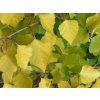 Bříza bělokorá 'Golden Obelisk'  Betula pendula 'Golden Obelisk'