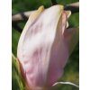 hot lips 3