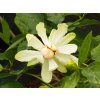 Calycanthus Athens