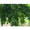 carpinus