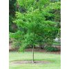 carpinus japonica2
