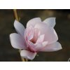 pink beauty