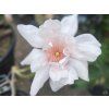 Magnolie 'Pink Beauty'  Magnolia 'Pink Beauty'