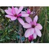 Purple star 2