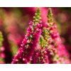 calluna vulgaris disco queen (1)