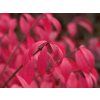 proven winners euonymus unforgettable fire burning