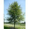 fagus2
