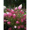 Hortenzie latnatá Fraise Melba 'Renba' PBR  Hydrangea paniculata Fraise Melba 'Renba' PBR