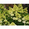 Hortenzie latnatá Fraise Melba 'Renba' PBR  Hydrangea paniculata Fraise Melba 'Renba' PBR