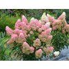 Hortenzie latnatá Fraise Melba 'Renba' PBR  Hydrangea paniculata Fraise Melba 'Renba' PBR
