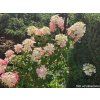 Hortenzie latnatá Fraise Melba 'Renba' PBR  Hydrangea paniculata Fraise Melba 'Renba' PBR