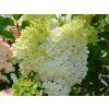 Hortenzie latnatá Magical Moonlight 'Kolmagimo'  Hydrangea paniculata Magical Moonlight 'Kolmagimo'