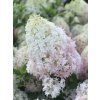 Hortenzie latnatá Magical Sweet Summer 'Bokrath'  Hydrangea paniculata Magical Sweet Summer 'Bokrath'