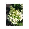 Hortenzie latnatá 'Magical Vesuvio'  Hydrangea paniculata 'Magical Vesuvio'