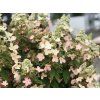Hortenzie latnatá 'Magical Vesuvio'  Hydrangea paniculata 'Magical Vesuvio'