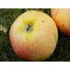 Jabloň 'Strýmka'  Malus domestica 'Strýmka'