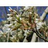 Muchovník hladký 'Ballerina'  Amelanchier laevis 'Ballerina'