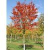 Muchovník hladký 'Ballerina'  Amelanchier laevis 'Ballerina'