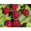 Ostružiník arktický 'Beata'  Rubus arcticus 'Beata'