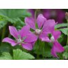 Ostružiník arktický 'Beata'  Rubus arcticus 'Beata'