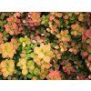 Tavolník břízolistý 'Tor Gold' PBR  Spiraea betulifolia'Tor Gold' PBR