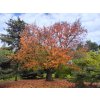Prunus sargentii