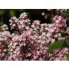 Syringa vulgaris Bloomerang 'Pink Perfume' PBR (1)