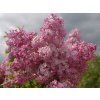 Šeřík hyacintokvětý 'Maiden's Blush'  Syringa x hyacinthiflora 'Maiden´s Blush'